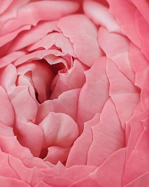 istock fresh pink rose bud macro. card. a photo. 1402940159
