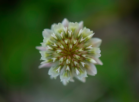 Macro photgraph of wild White Clover.