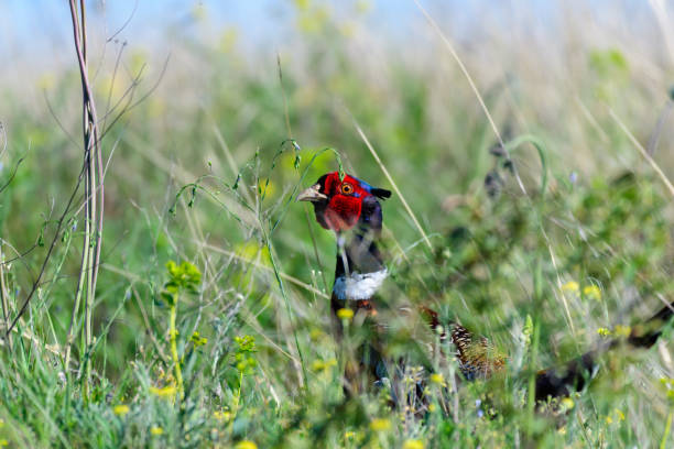 Head male common pheasant Phasianus colchicus in the wild. A pheasant hides in the grass.