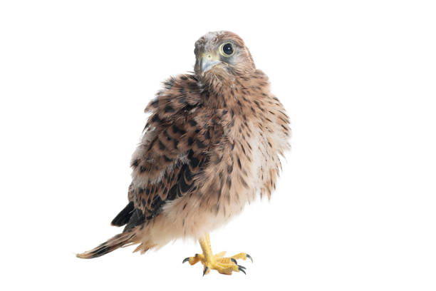 Chick Common Kestrel Falco tinnunculus isolated on white background Bird Common Kestrel Falco tinnunculus isolated on white background. portrait of common kestrel falco tinnunculus a bird of prey stock pictures, royalty-free photos & images