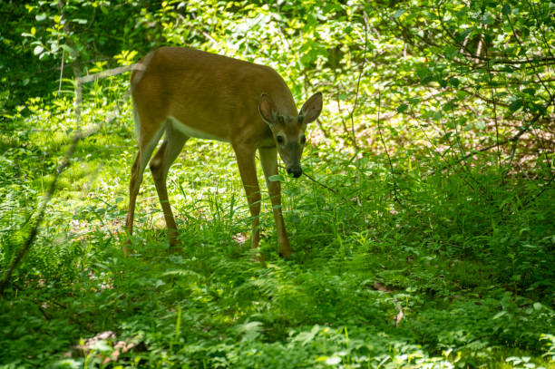 istock White-Tailed Deer Buck in the woods #1, Oswego County,  NY 1402940814