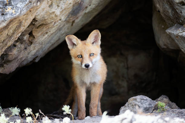istock Red fox Vulpes vulpes in the wild 1402940824