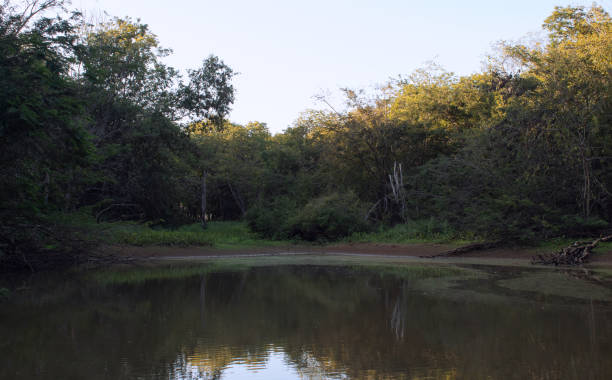 istock Swamp in a shady forest at dusk. 1402941380