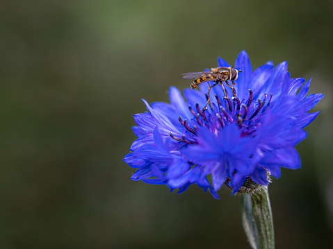 Hoverfly collecting pollen from a blue cornflower wildflower
