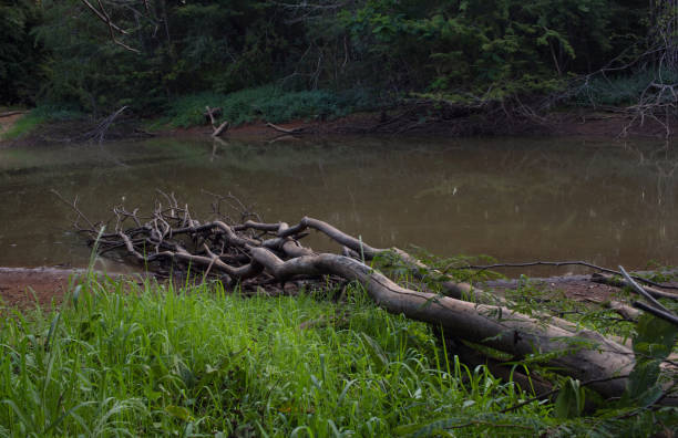 istock Swamp in a shady forest at dusk. 1402941576