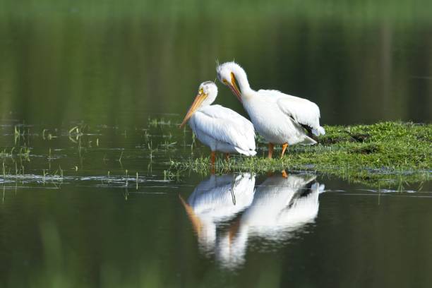 istock Beautiful American white pelicans by the water. 1402942276