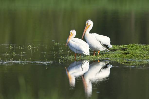 istock American white pelicans by the calm lake. 1402942281