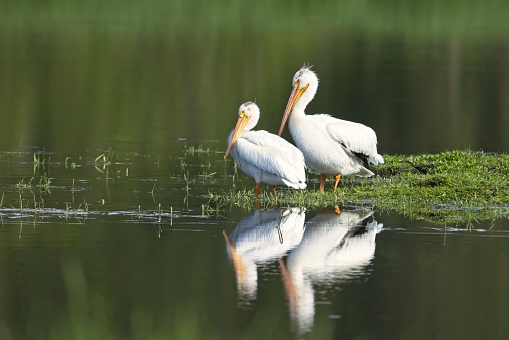 Two American white pelicans stand next to a calm pond in Hauser, Idaho.