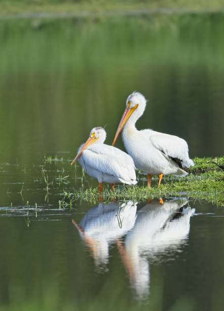 istock Two white pelicans stand by the calm water. 1402942287