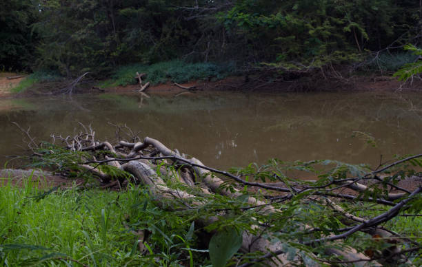 istock Swamp in a shady forest at dusk. 1402942306