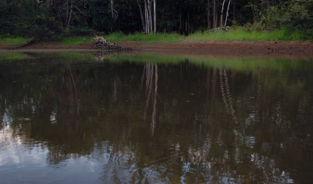 istock Swamp in a shady forest at dusk. 1402942568