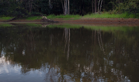 Photograph taken in a Swamp of a reserve in the northeast region of Brazil, in the summer season at dusk when the weather gets cold and humid.