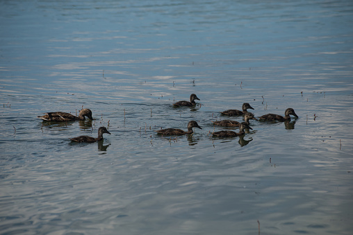 View of ducks family and babies swimming in the water