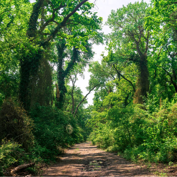 dirt road through subtropical liana forest