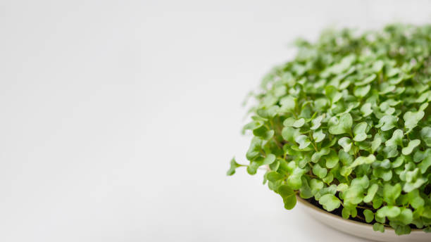 istock Horizontal banner with micro greens and copy space. Growing micro plants at home for health or vegan nutrition. Seed germination at home. 1402943524