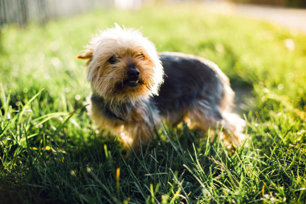 istock A cute little Yorkshire Terrier standing in the grass and leaves 1402943576