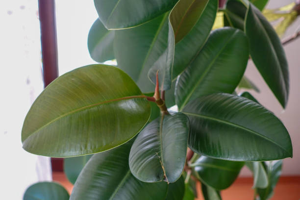 istock Ficus Elastica (Green Color Leaf) Rubber Flower leaves, large and thick-leaved rubber flower leaves, 1402943723