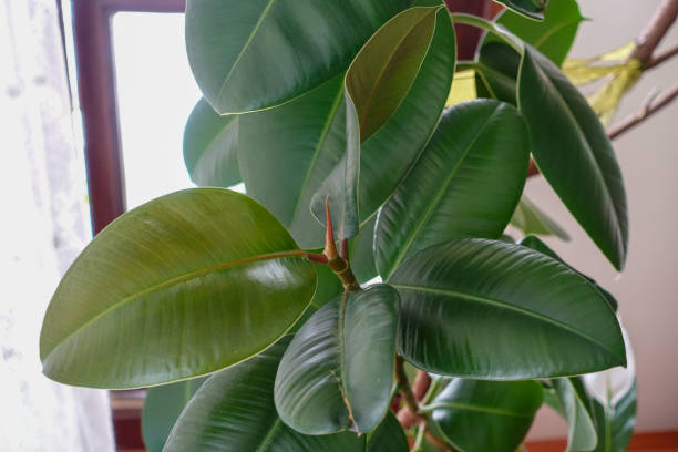 istock Ficus Elastica (Green Color Leaf) Rubber Flower leaves, large and thick-leaved rubber flower leaves, 1402943734