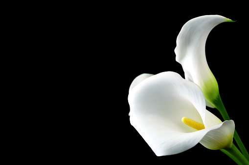 beautiful white Calla lily with dewdrops close-up.