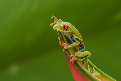 green tree frog  side view, cute amphibian close-up