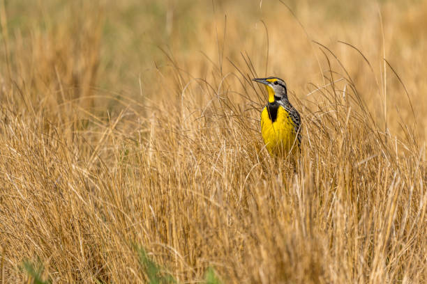 Eastern Meadowlark singing in farm pasture Eastern Meadowlark singing in wheat field lark stock pictures, royalty-free photos & images