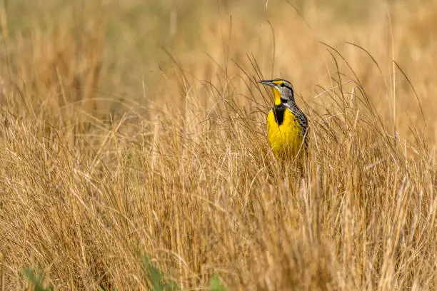 Eastern Meadowlark singing in wheat field