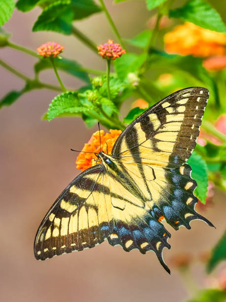 femelle tigre de l’est swallowtail butterfly - clemson photos et images de collection