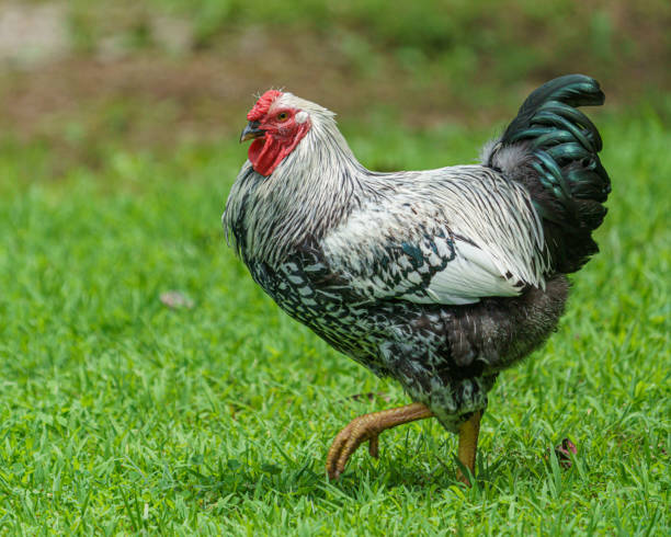 istock Silver laced wyandotte rooster 1402944719