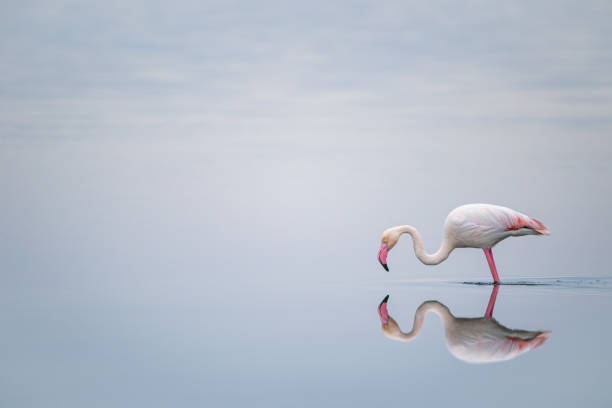 istock Greater Flamingo in reflection on salt flat 1402944755