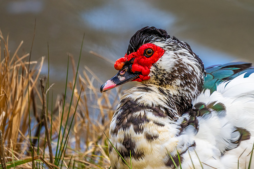 Close-up of Muscovy Duck