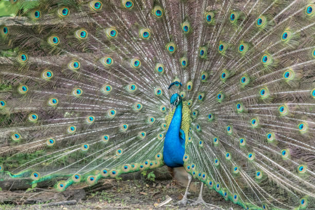 istock Male peacock in mating display 1402944825