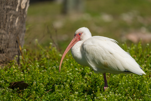 American White Ibis Perched in Grass