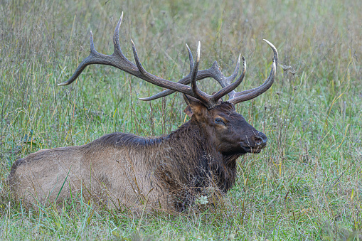 Bull elk laying in field