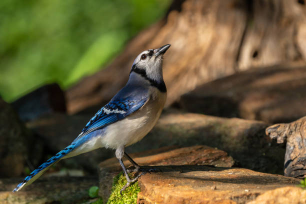 Blue Jay On Rocks 80+ Jay Brooks Stock Photos, Pictures & Royalty-Free Images - iStock