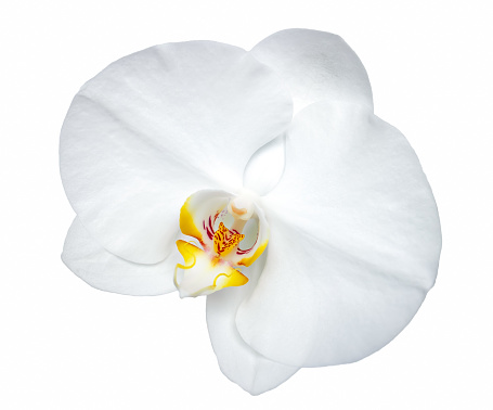 Phalaenopsis white orchid flower isolated on white background