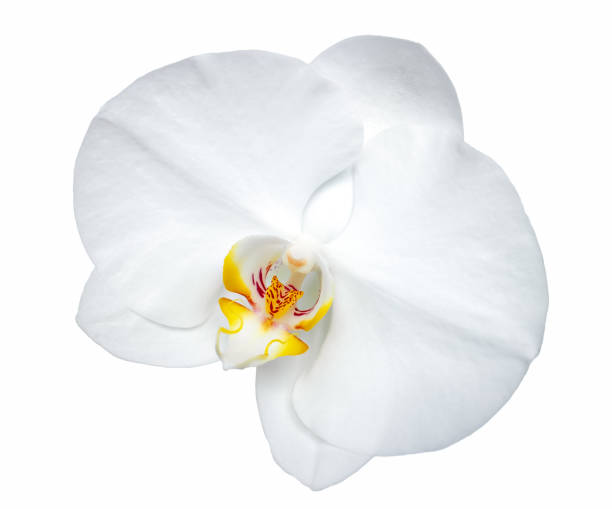 Phalaenopsis white orchid flower isolated on white background Phalaenopsis white orchid flower isolated on white background orchid white stock pictures, royalty-free photos & images