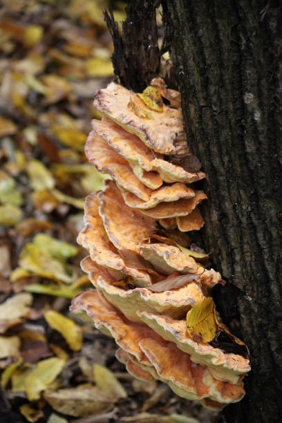 istock Parasite mushrooms on a birch tree trunk in the autumn forest close-up. 1402948383