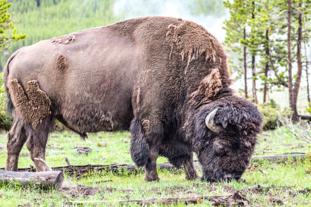 istock Bison of Yellowstone National Park 1402949092