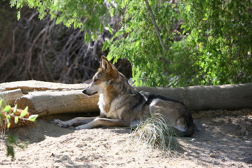 Arctic wolf (Canis lupus arctos), also known as the white wolf or polar wolf