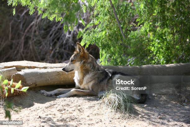 Mexican Wolf Stock Photo - Download Image Now - Mexican Wolf, Animal, Animal Wildlife