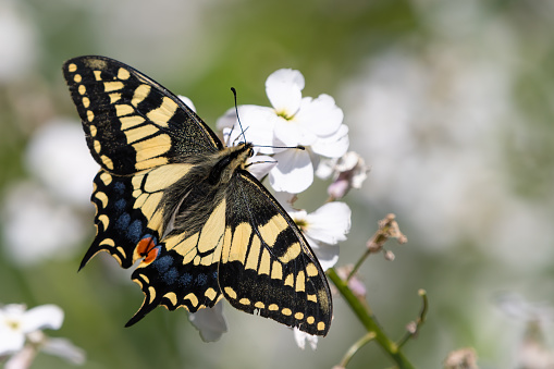 Old world swallowtail (Papilio machaon), Britain's largest and one of its rarest butterflies.
