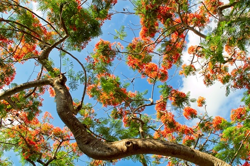 The vibrant orange blooms of the Royal Poinciana tree or Flame tree. These trees located along Venice Beach thoroughfares show off the brilliance in the spring.