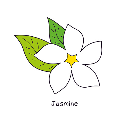 White jasmine flower with leaves isolated vector