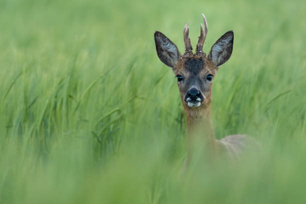 istock Young male roe deer (Capreolus capreolus) in wheat field. 1402953931