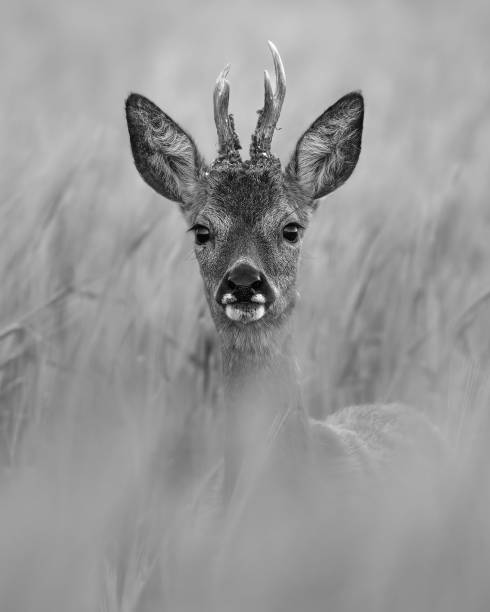 istock Young male roe deer (Capreolus capreolus) in wheat field. 1402953935