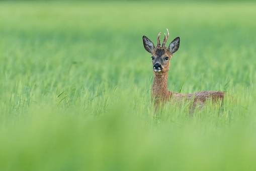 Roe deer, capreolus capreolus, grazing on meadow in summer with copy space. Roebuck feeding on grassland with space for text. Brown mammal pasturing on glade in summertime.