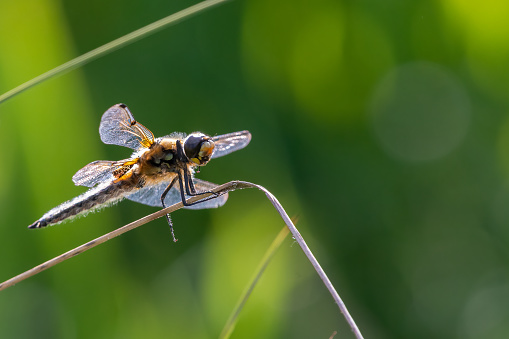 Four spotted chaser, or four spotted skimmer (Libellula quadrimaculata) dragonfly in early summer.