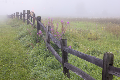 This view is located in Fairbanks, Alaska at Creamer's Field.
The fog caused at dramatic view of the fence with the fireweed offering a touch of color.