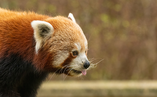 Himalayan red panda (Ailurus fulgens) at a UK zoo. Cute endangered mammal from Asia.