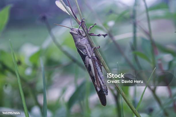 Grasshopper Stock Photo - Download Image Now - Agricultural Field, Animal, Animal Antenna